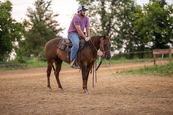 penning-quarter-horse