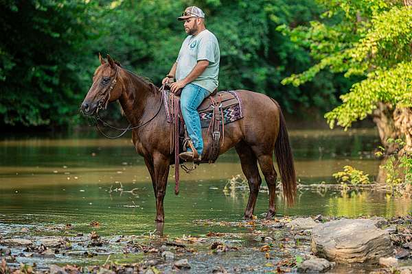 playday-quarter-horse