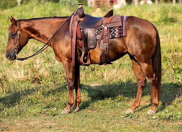 ranch-quarter-horse