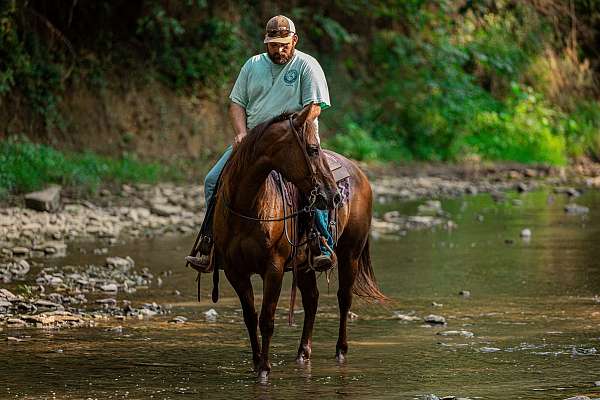 ranch-work-quarter-horse