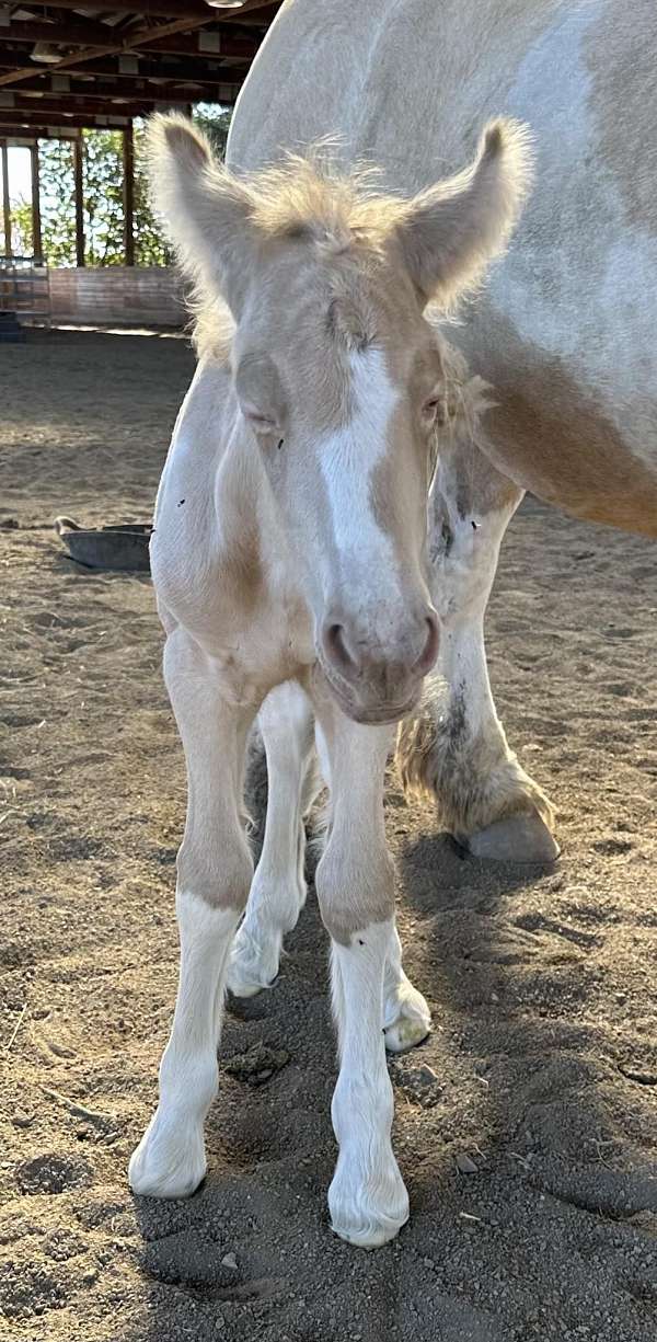 flashy-filly-gypsy-vanner-horse