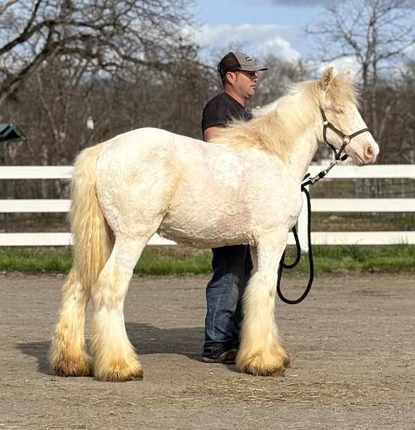 perlino-ghra-filly
