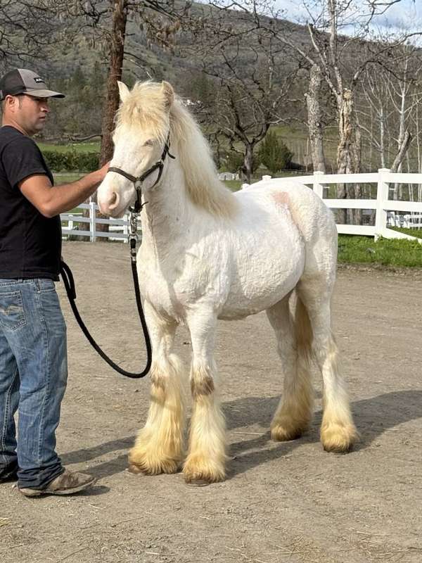 beautiful-face-gypsy-vanner-horse