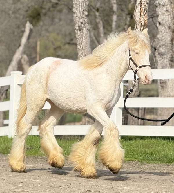 flashy-filly-gypsy-vanner-horse