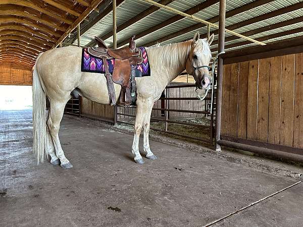 all-around-show-palomino-horse