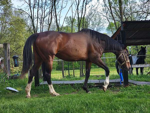 broodmare-thoroughbred-horse