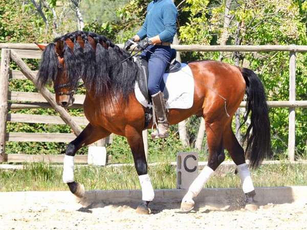 piro-free-gelding-stallion