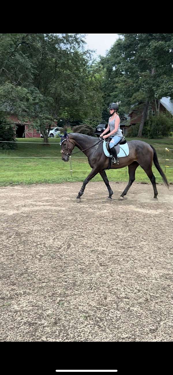 barefoot-thoroughbred-horse