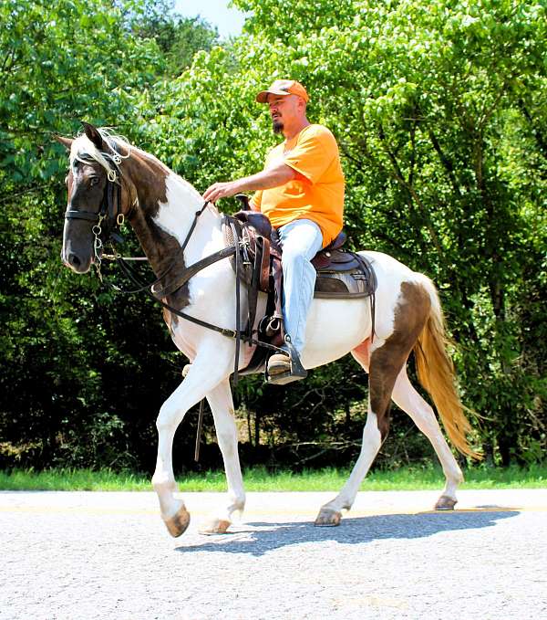 colt-for-sale-spotted-saddle-horse