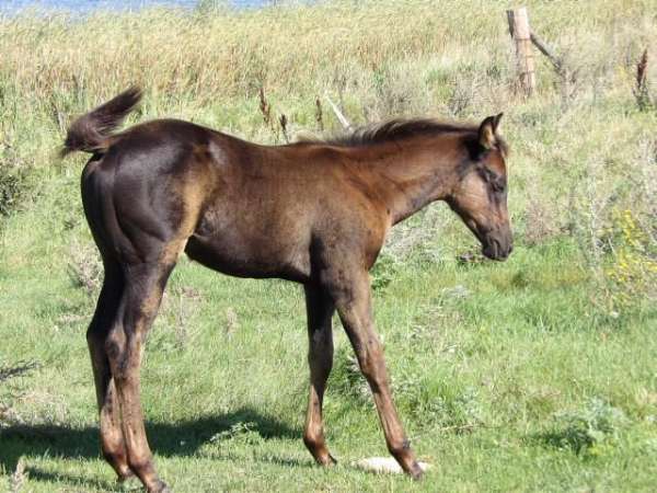 champions-in-pedigree-quarter-horse