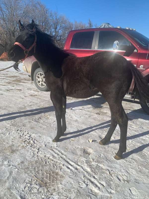 champions-in-pedigree-quarter-horse