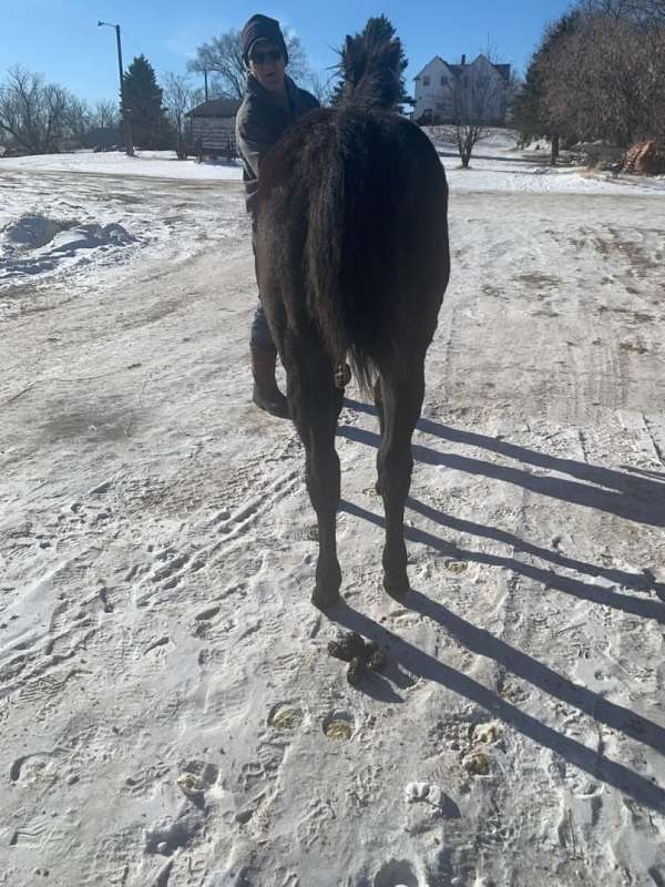 color-producing-horse