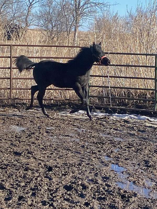 champions-in-pedigree-quarter-horse