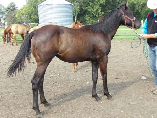 champions-in-pedigree-quarter-horse