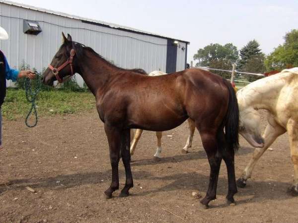 champions-in-pedigree-horse