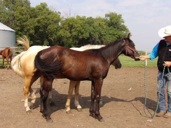 color-producing-horse
