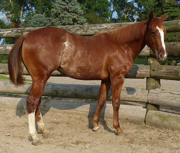 apha-registered-filly