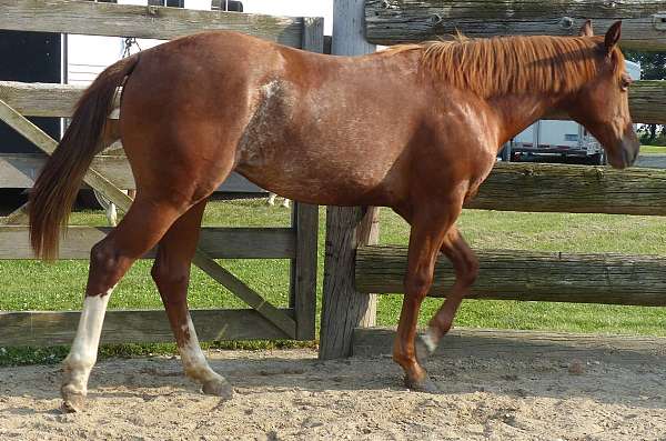 futurity-filly