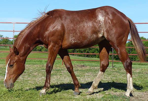 nrcha-stallion-stakes-filly