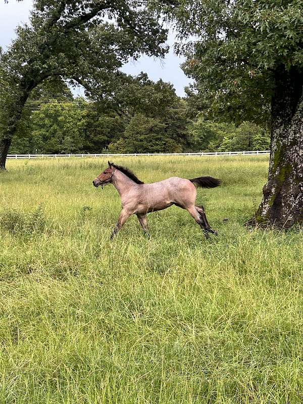 quarter-horse-for-sale