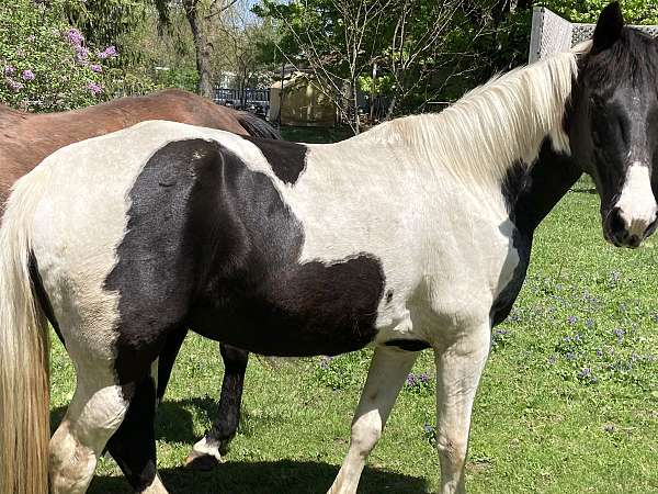 athletic-tennessee-walking-horse