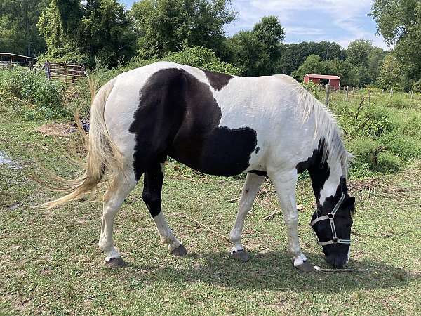 beginner-tennessee-walking-horse