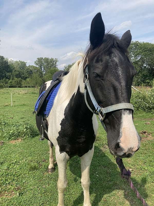 adult-tennessee-walking-horse