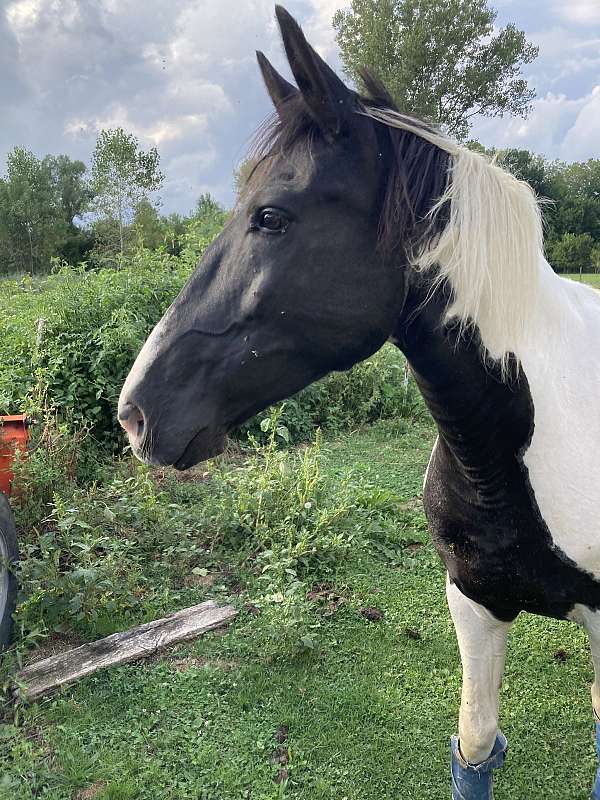 beginner-novice-tennessee-walking-horse