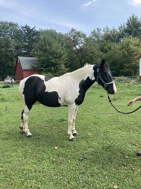 beginner-safe-tennessee-walking-horse