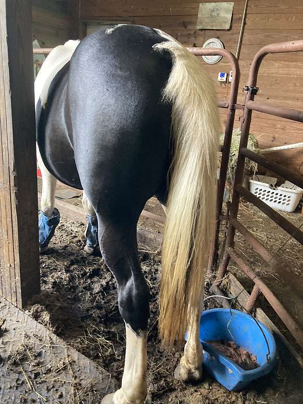 beginner-safe-kid-pony-tennessee-walking-horse