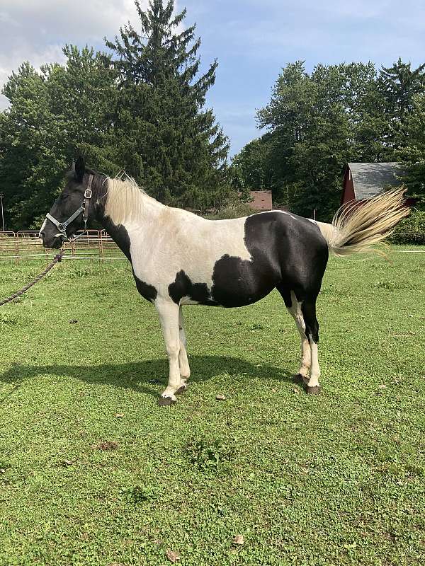 black-tennessee-walking-horse