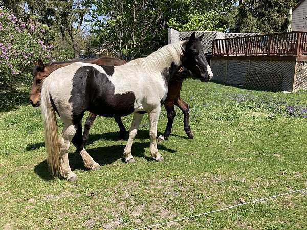 black-white-tennessee-walking-horse