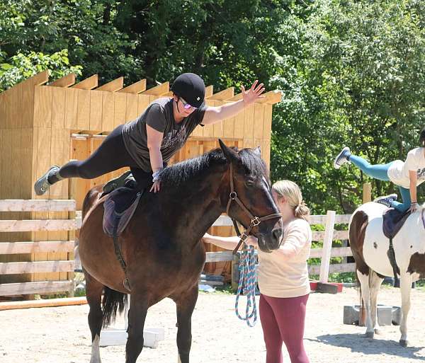 ring-work-draft-horse