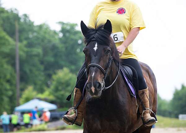 mild-draft-horse