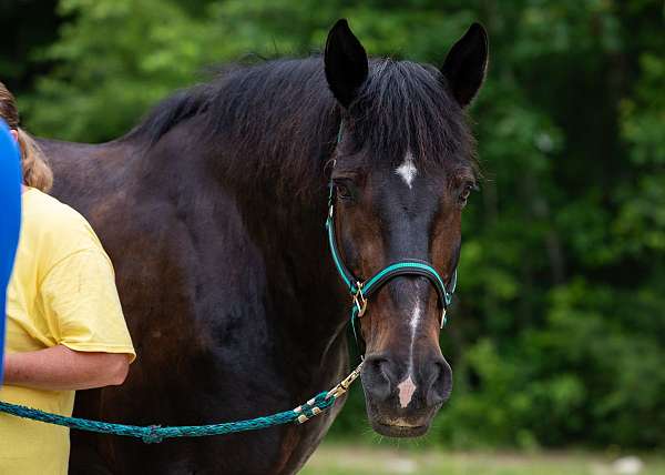 working-equitation-draft-horse