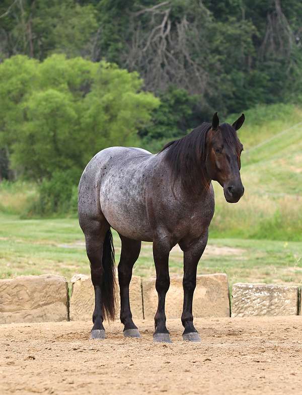 cross-draft-horse