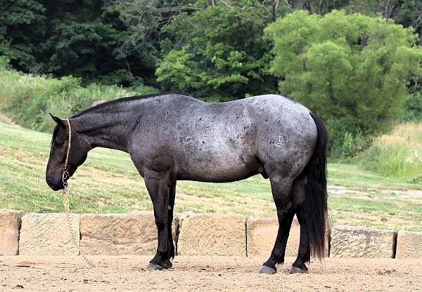 dappled-draft-horse