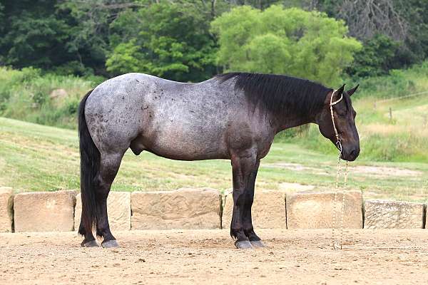 draft-horse