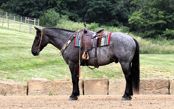 driving-draft-horse