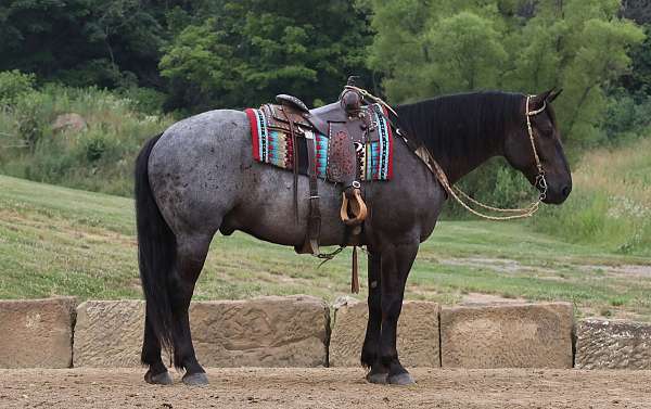 flashy-draft-horse