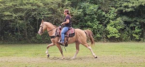 champagne-see-pictures-horse