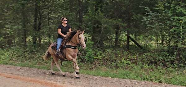 trail-kentucky-mountain-horse