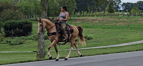 trail-riding-kentucky-mountain-horse