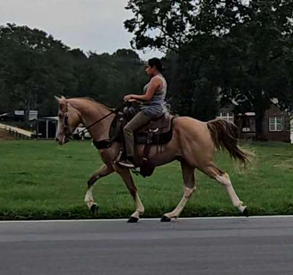 family-friendly-kentucky-mountain-horse