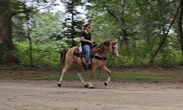 smooth-kentucky-mountain-horse