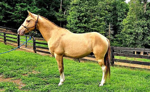 gentle-kentucky-mountain-horse