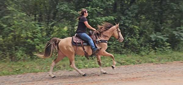 endurance-kentucky-mountain-horse