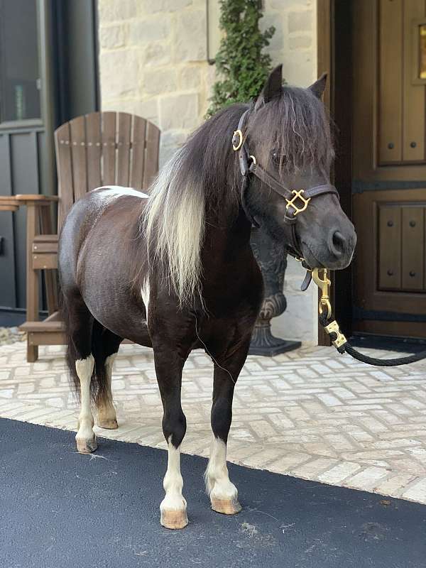 black-leopard-miniature-pony