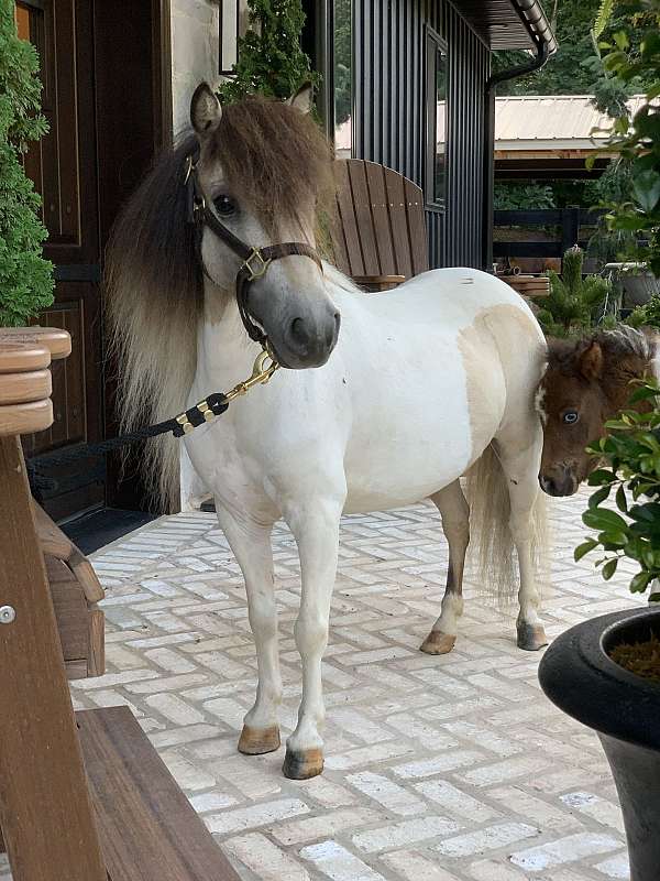 mini-appaloosa-pony