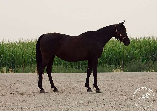 all-around-arabian-horse